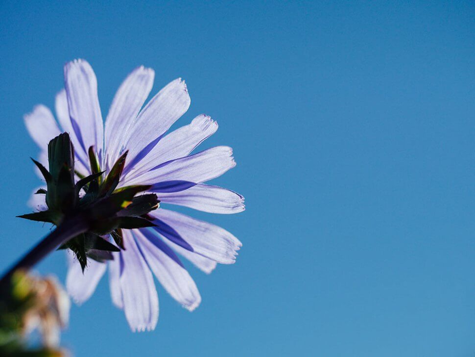 gratis-stockfoto-bloemen