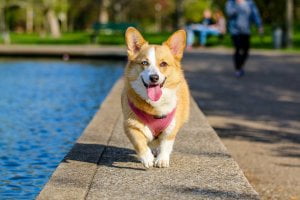 gratis-stockfoto-honden